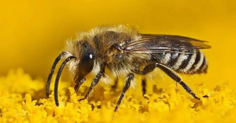 Colletes Bee