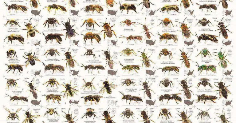 Type of Bees in the world