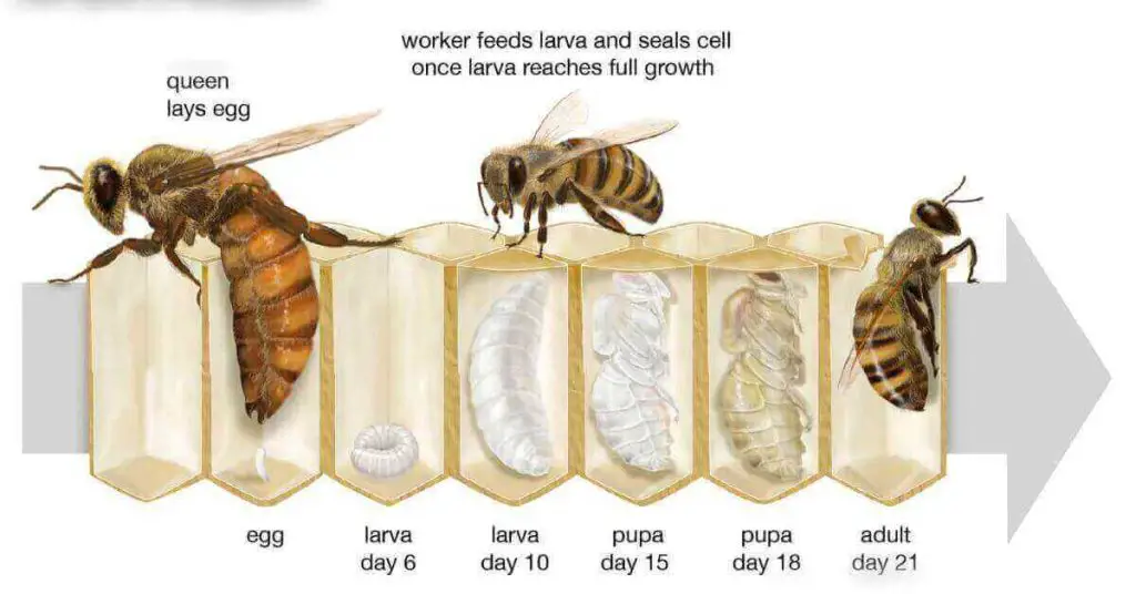 How many Bees are in the world?