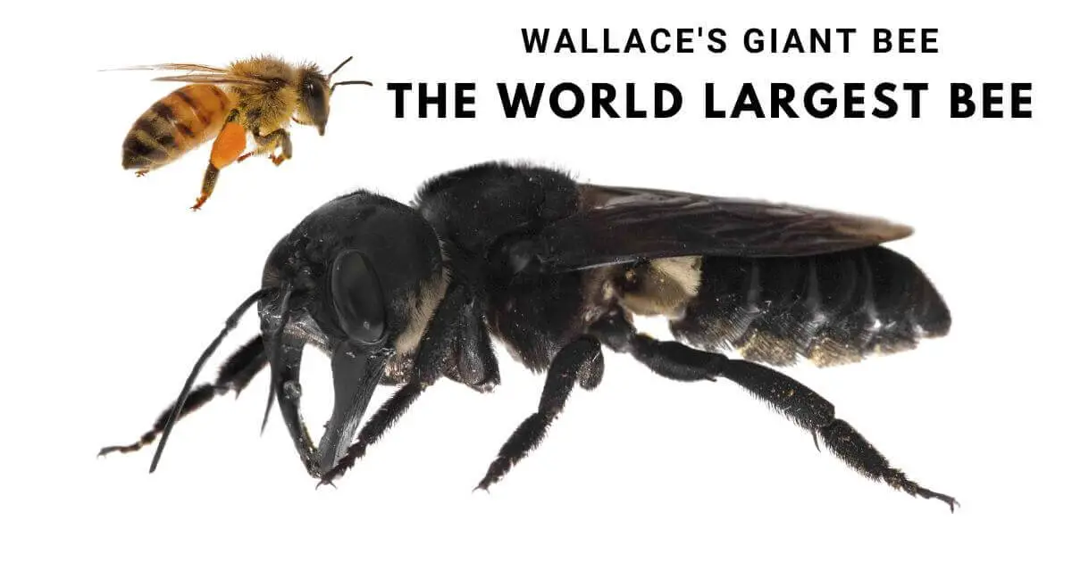 Wallace's giant bee