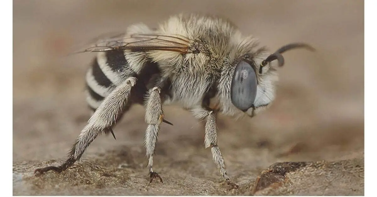 White-banded bees