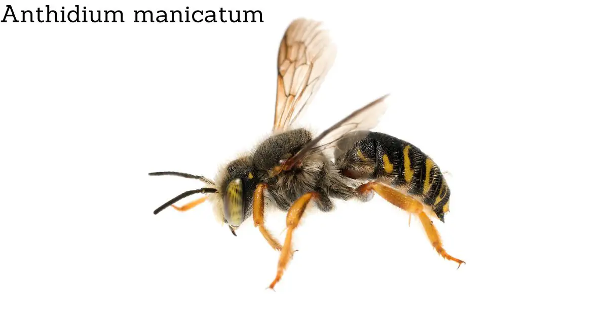 anthidium manicatum