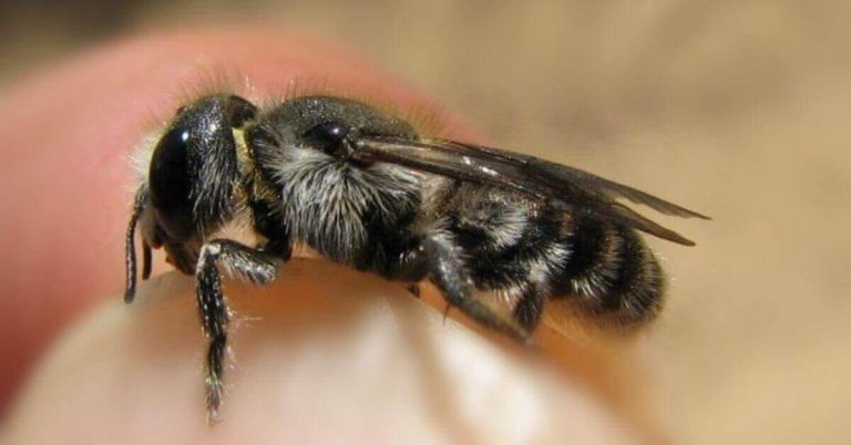 osmia atriventris