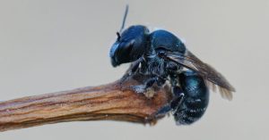 osmia avosetta