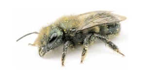 osmia lignaria