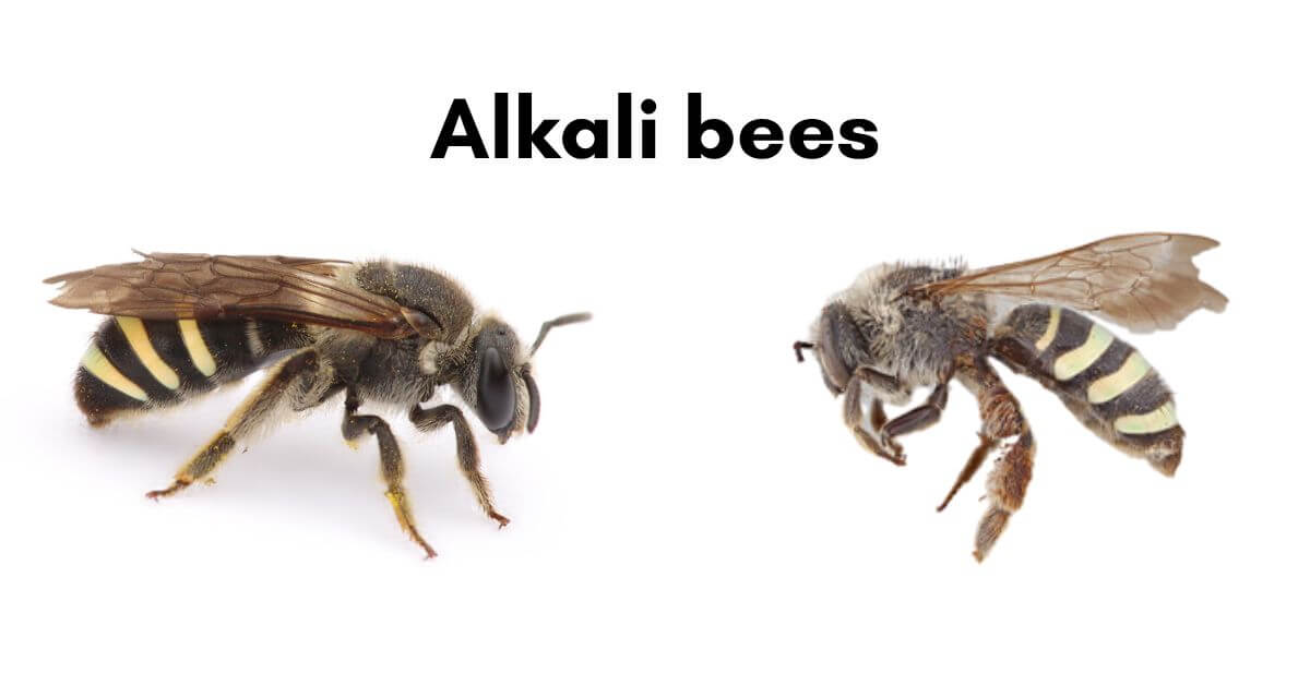 Alkali bee