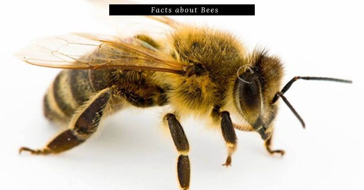 Facts about Bees