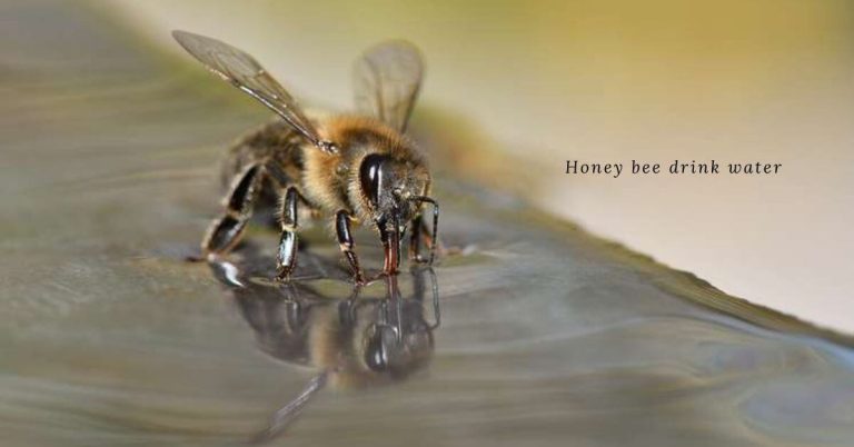 Do Bees Drink Water