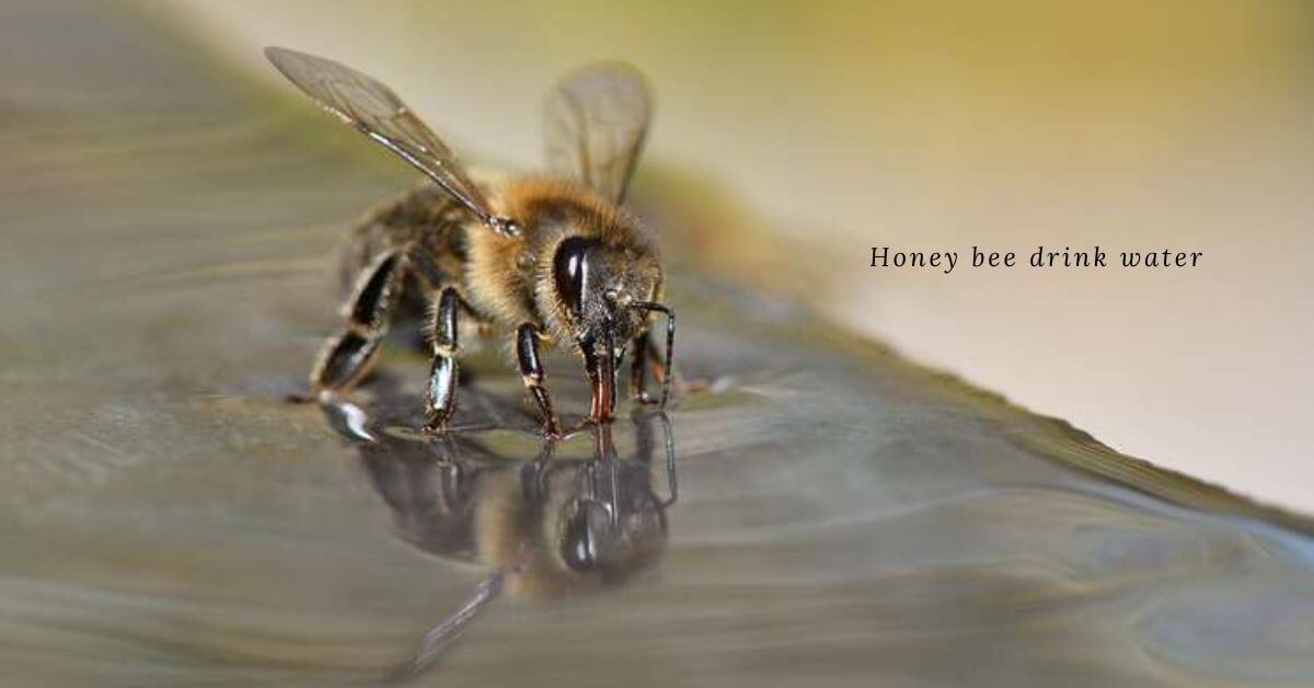 Do Bees Drink Water