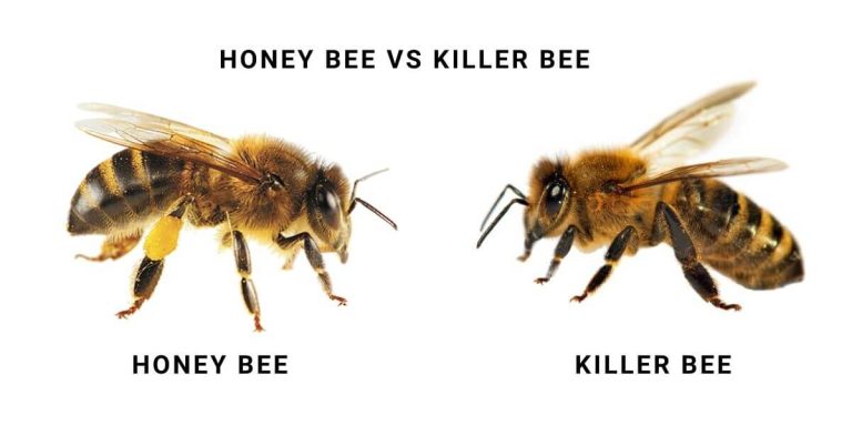 Honey bee vs KILLER BEE (1)