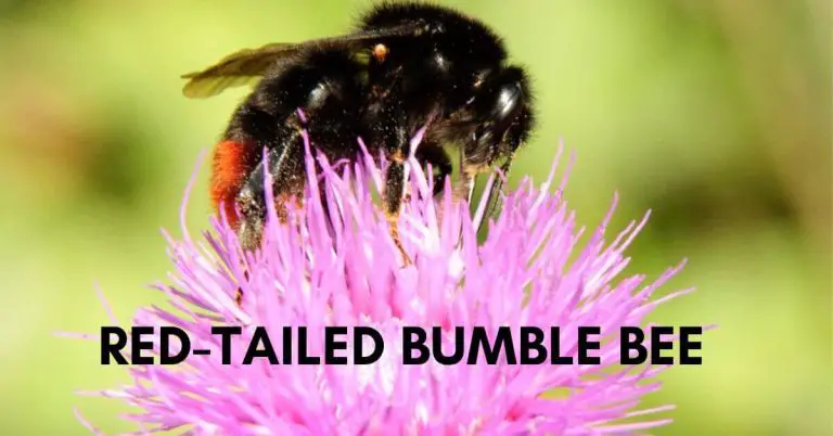 Red-tailed Bumble Bee