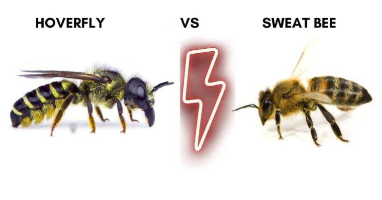 Hoverfly vs Sweat Bee