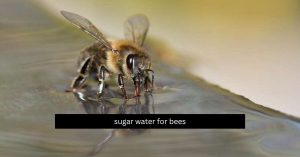 how to make sugar water for bees