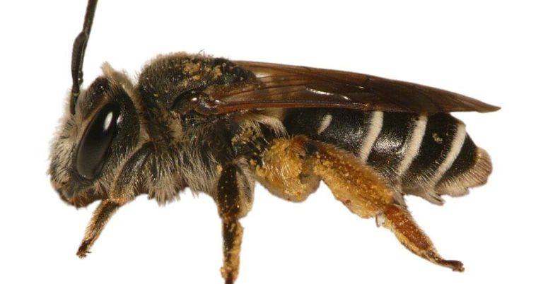 Andrena aeneiventris