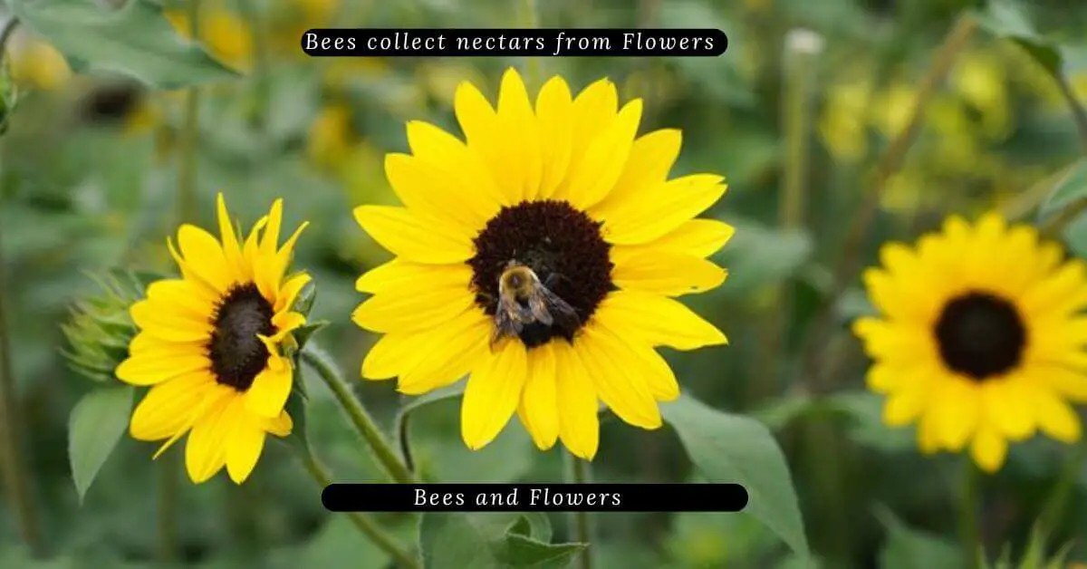 Bees and Flowers