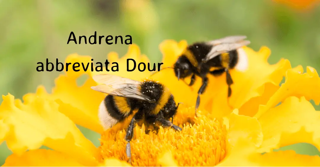 Andrena abbreviata Dour