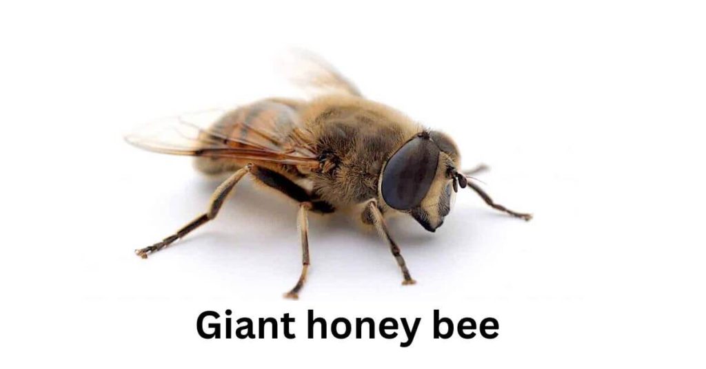 Types of Honey Bees