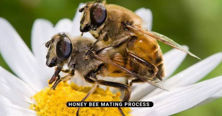 How do bees mate