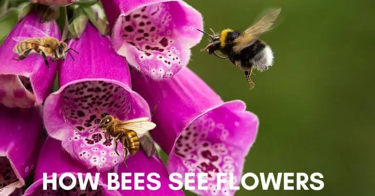 How Bees See Flowers