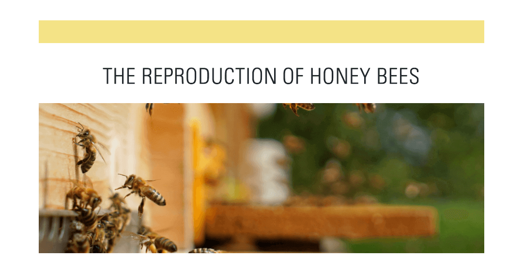 How Do Bees Mate? Reproduction of Honey Bees.