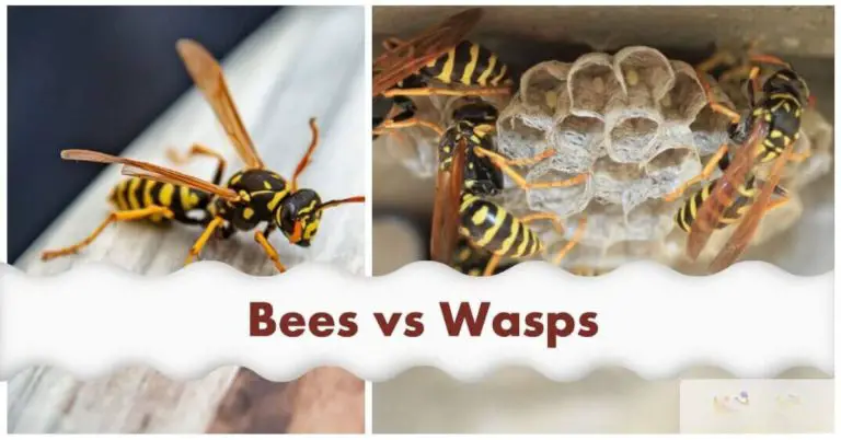 Bees Vs Wasps