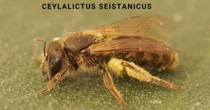 Ceylalictus Seistanicus