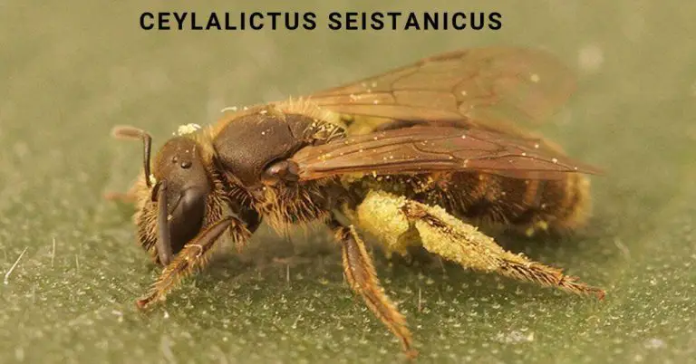 Ceylalictus Seistanicus