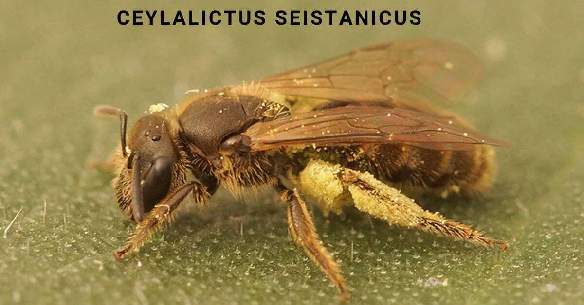 Ceylalictus Seistanicus