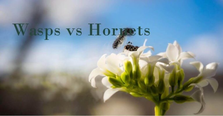 Wasps vs Hornets