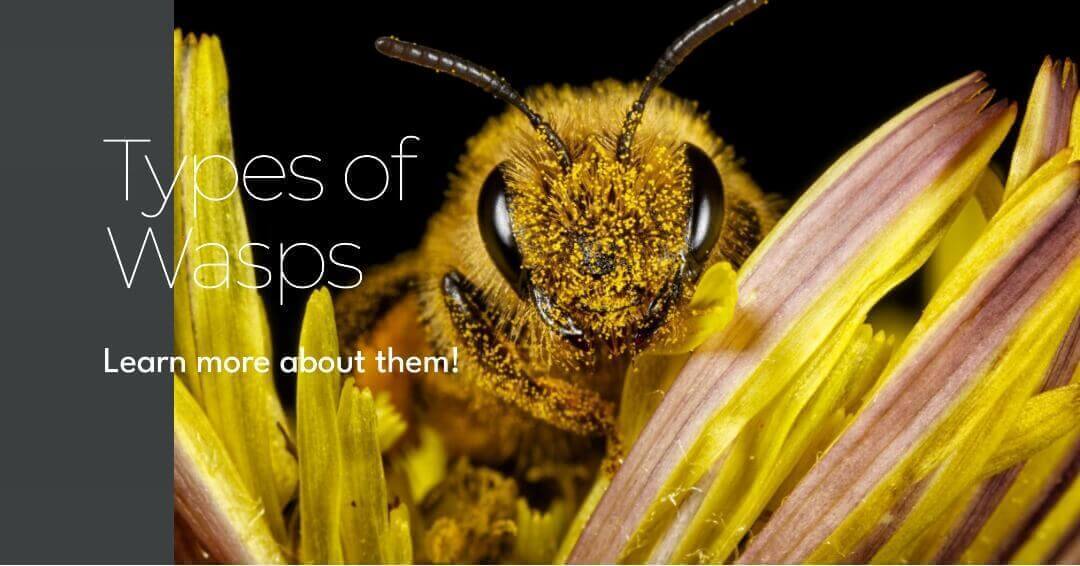 Types of Wasps