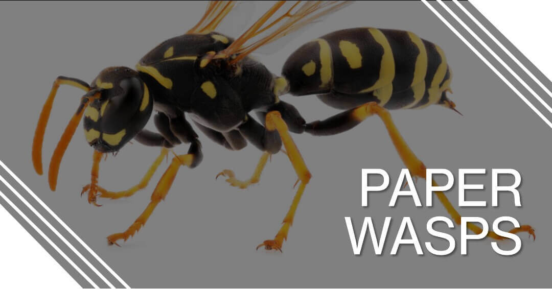 Paper Wasps