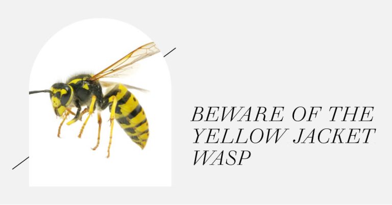 Yellow Jacket Wasp