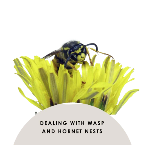 wasps vs Hornets 