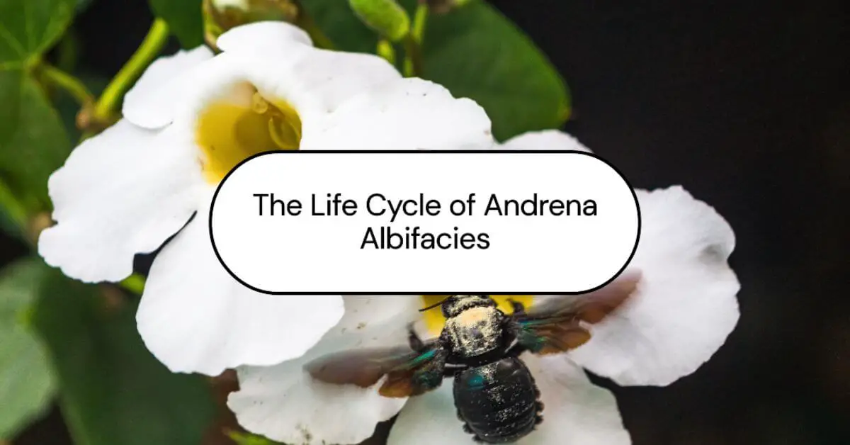Life Cycle and Behavior Andrena albifacies.