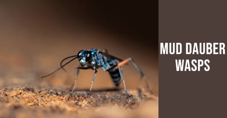 Mud dauber Wasps