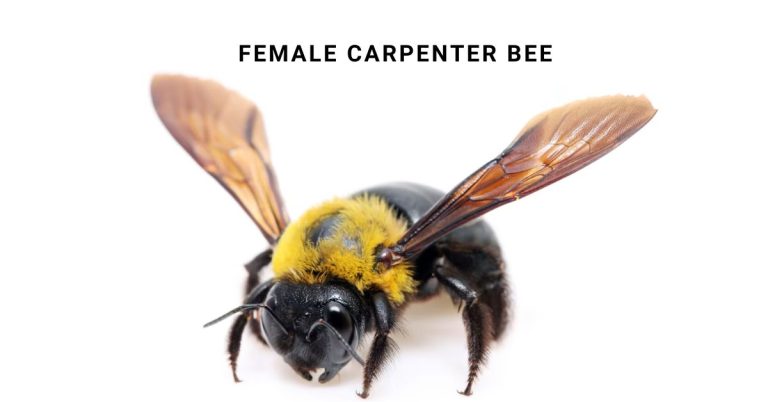 Female Carpenter Bee