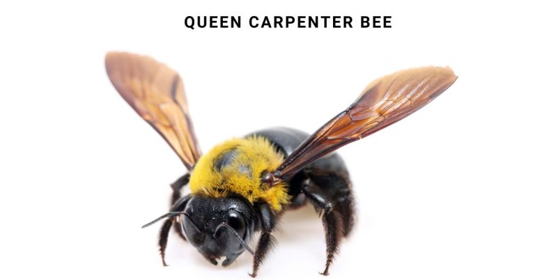 Queen carpenter bee