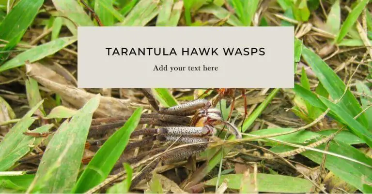 Tarantula Hawk Wasps