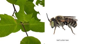 how to get rid of leaf cutter bees