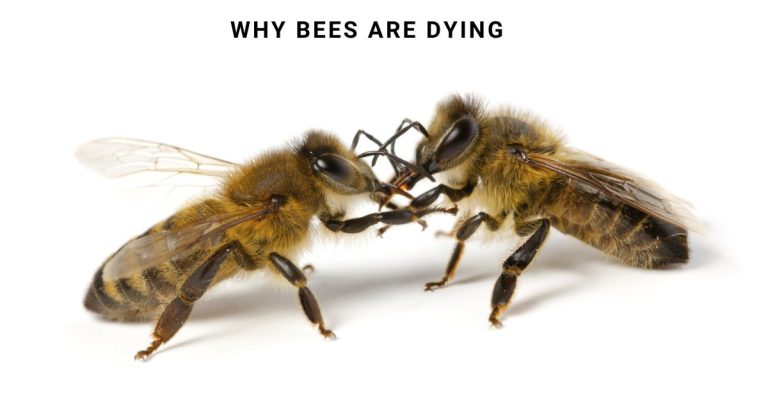 Why Bees are Dying