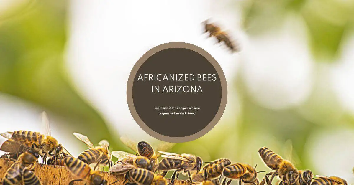 Africanized Bees in Arizona