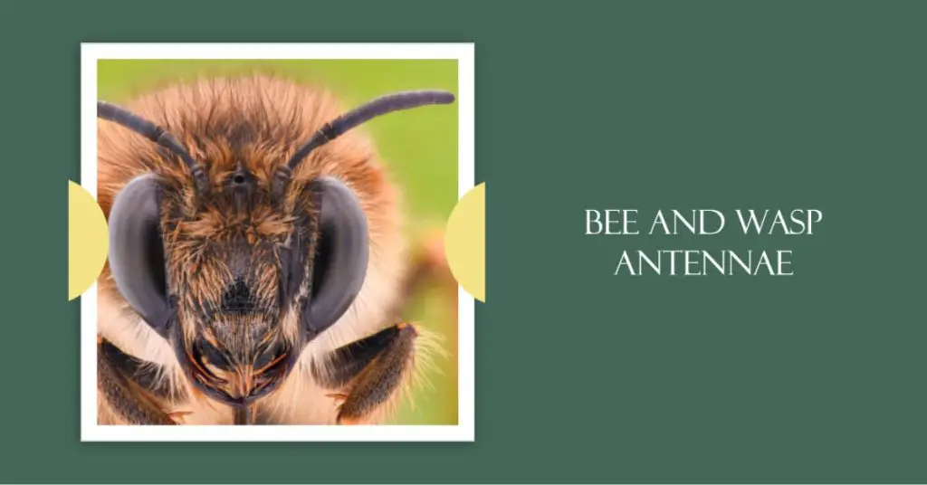 Bee Antennae vs Wasp Antennae