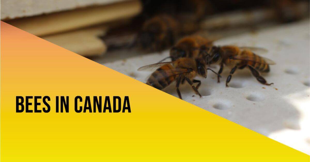 Bees in Canada