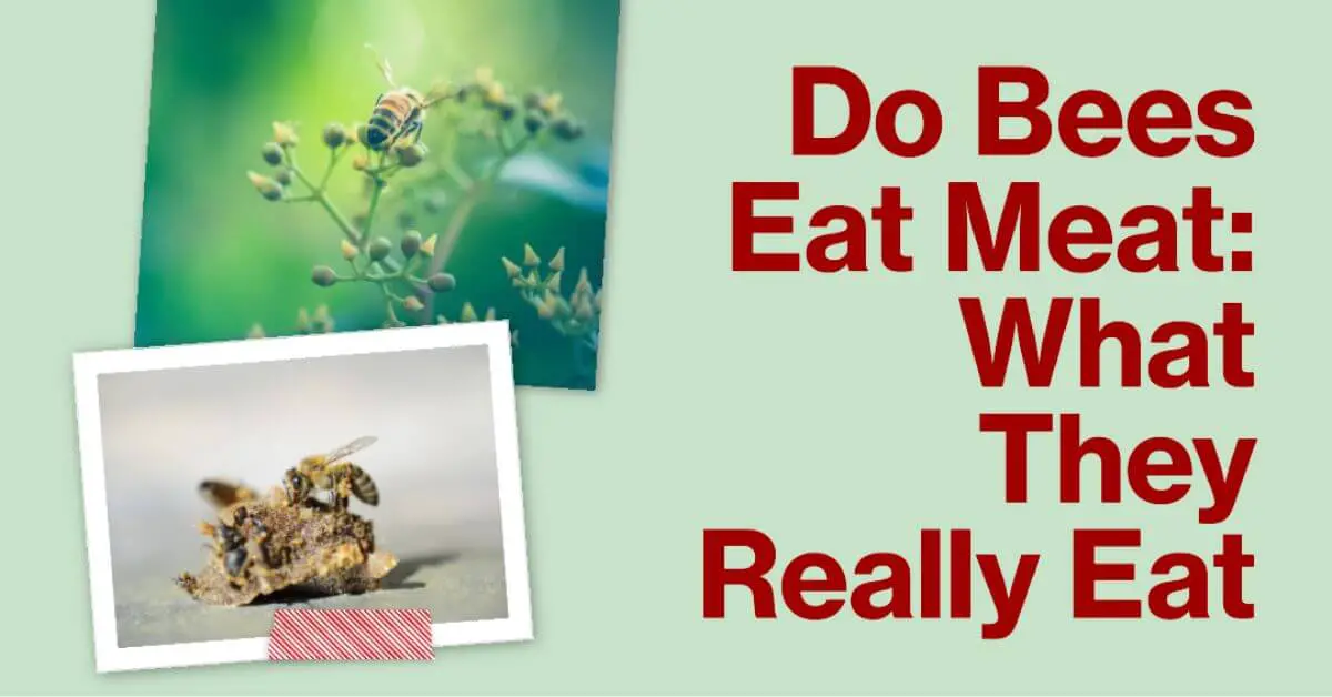 Do Bees Eat Meat