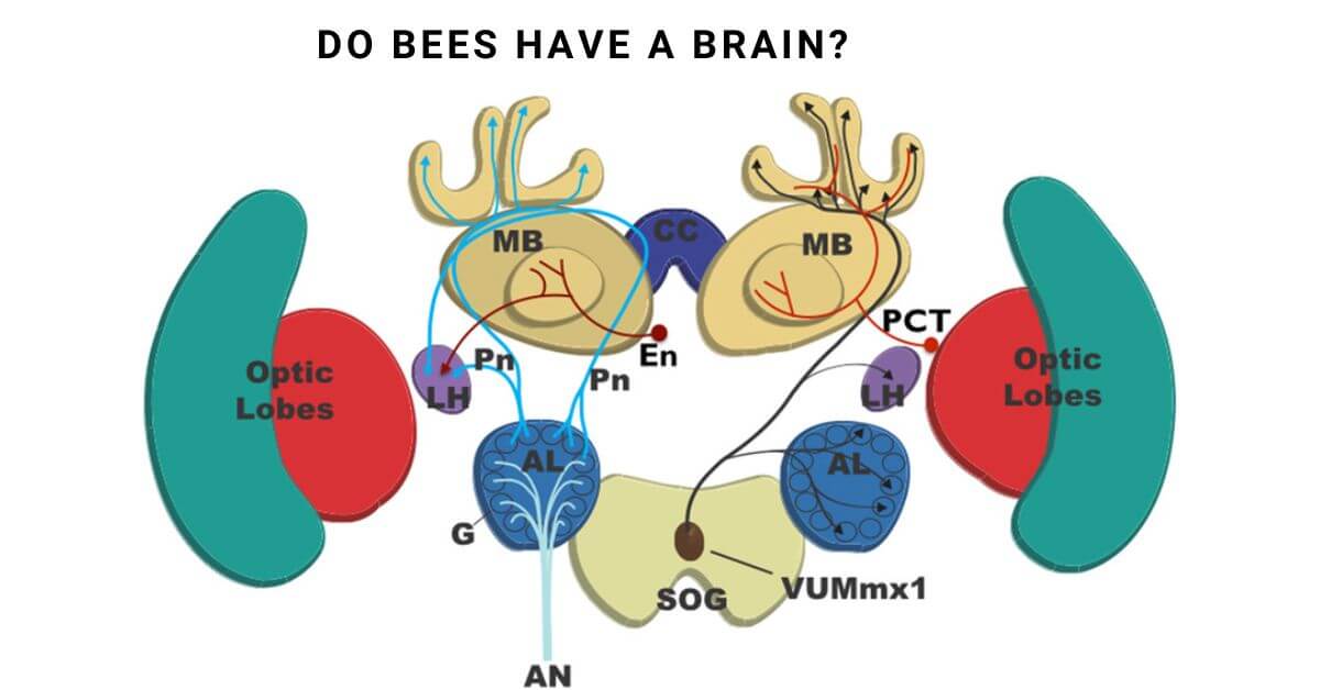 Do Bees have a Brain