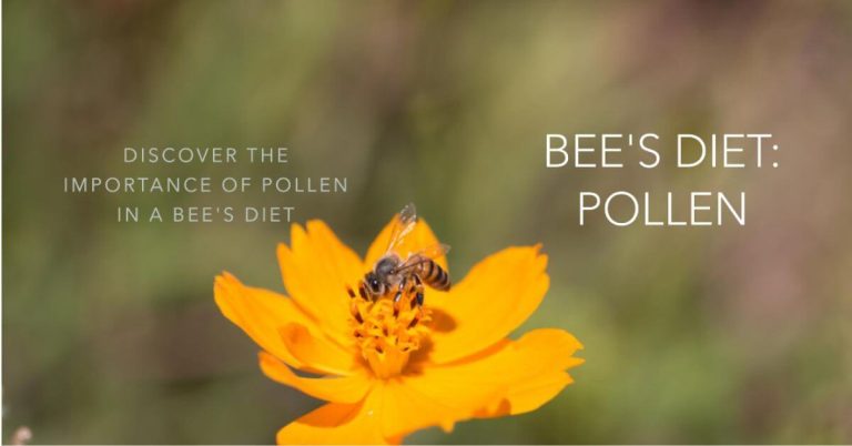 Do bees eat pollen