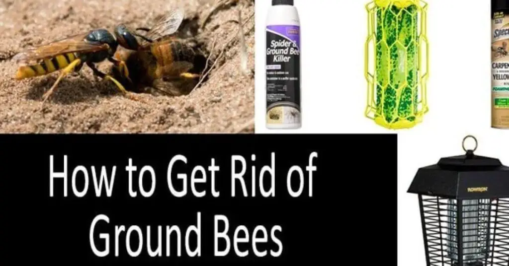 How to get rid of Ground bees