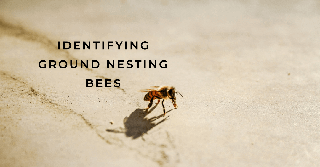 Identification of Ground Nesting Bees