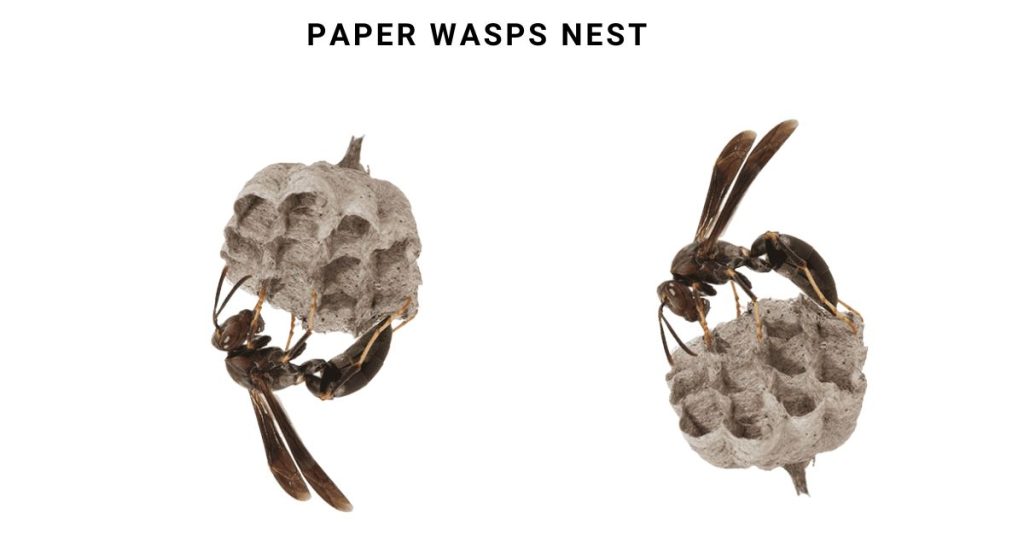 Paper Wasps 