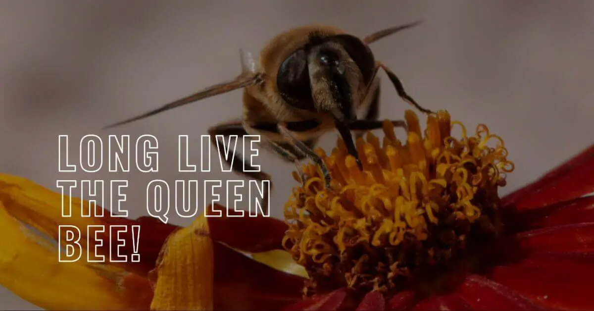 Queen Bee